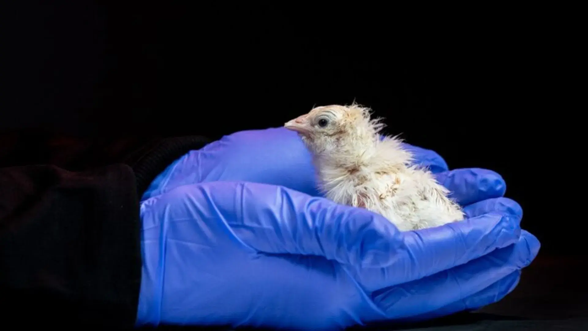 How Artificial Egg Systems Are Powering De-Extinction: What Developers Need to Know